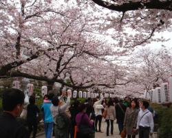 Цветение сакуры в Японии (34 фото) Сколько дней цветет сакура в японии