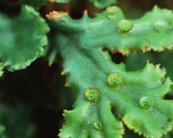 Болотный мох сфагнум: где растет этот мох, как используется такой мох при выращивании комнатных растений